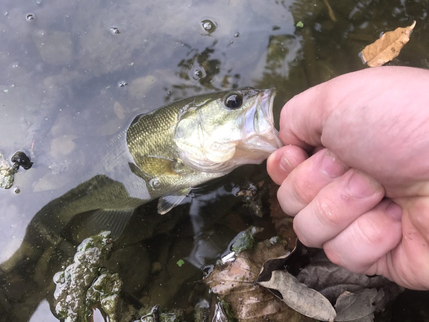 関東地方の 人気ランキング バス釣りポイント3選 Black Bass Fishing Blog